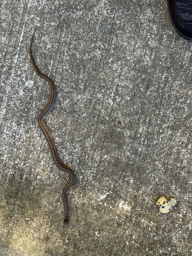 Brown Snake