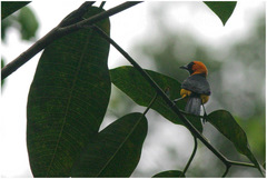 Icterus auricapillus