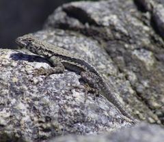 Microlophus atacamensis