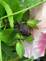 Stenodontes exsertus