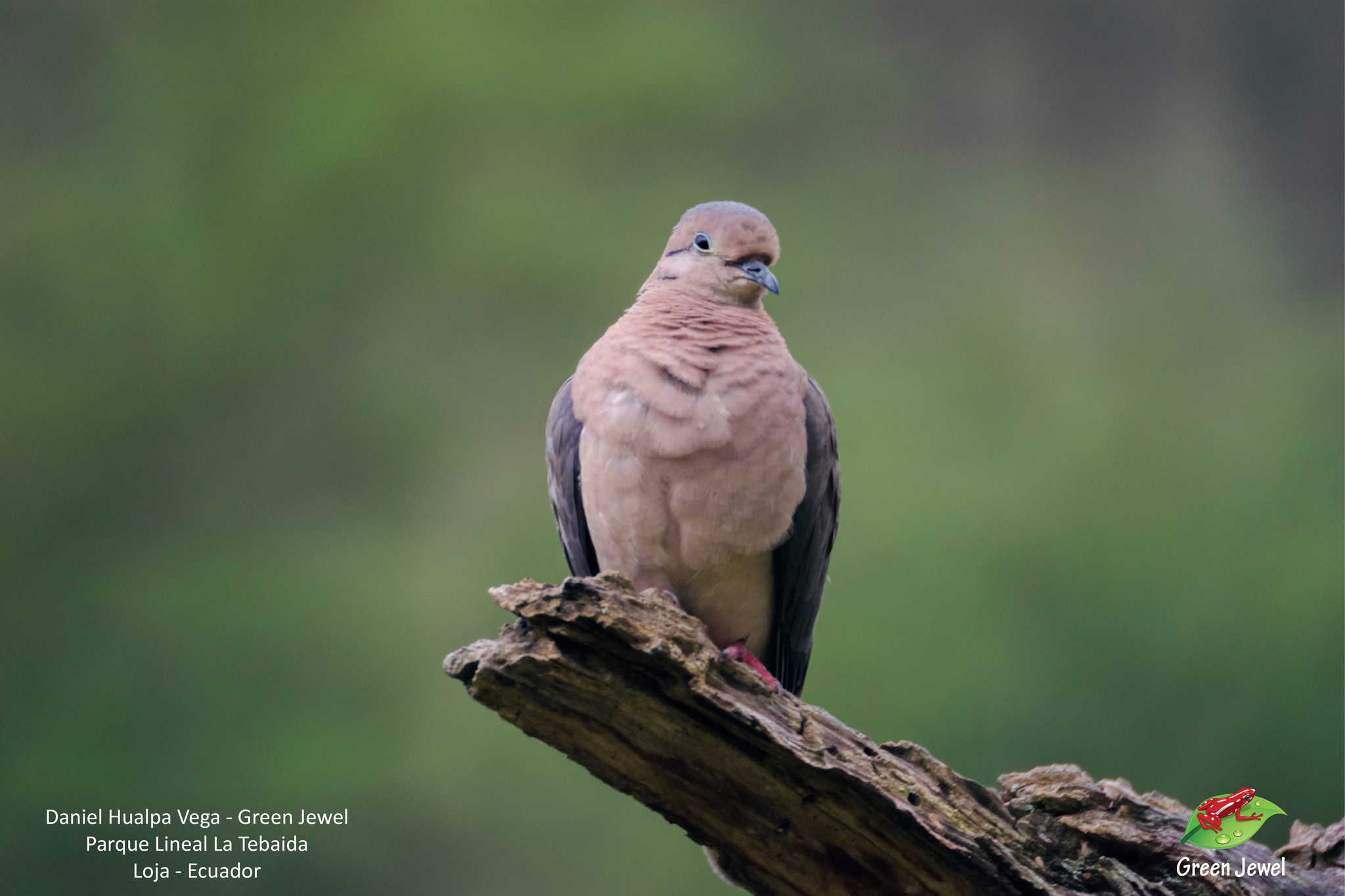 Zenaida auriculata image