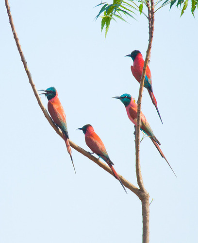 Northern Carmine Bee-eater