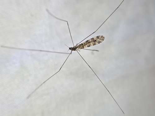 Unknown species found near Brecknock Township, PA, USA