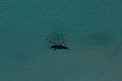 Neriidae