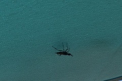Neriidae