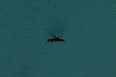 Neriidae