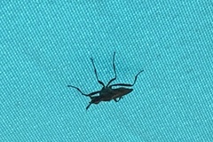 Neriidae