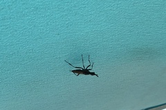 Neriidae