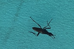 Neriidae