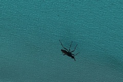 Neriidae