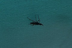 Neriidae