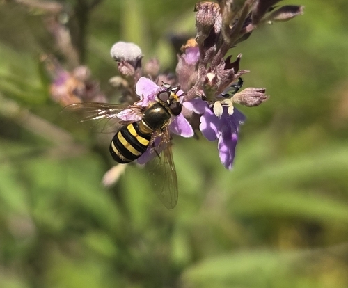 Unknown species found near Clemson University, SC, USA