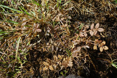 Argentina anserinoides