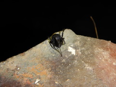 Latrodectus tredecimguttatus