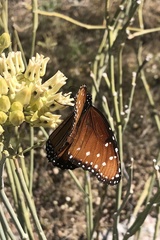 Danaus gilippus
