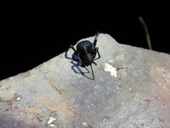 Latrodectus tredecimguttatus