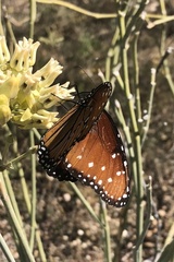 Danaus gilippus