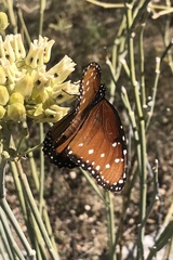 Danaus gilippus