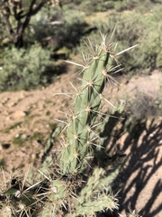 Cylindropuntia acanthocarpa acanthocarpa
