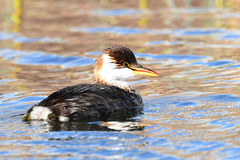 Rollandia microptera