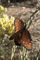Danaus gilippus