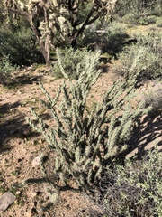 Cylindropuntia acanthocarpa acanthocarpa
