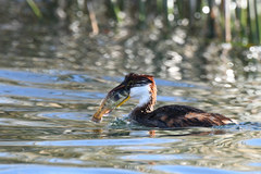 Rollandia microptera