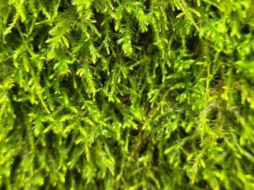 Anomodontella longifolia observed 2025-10-21