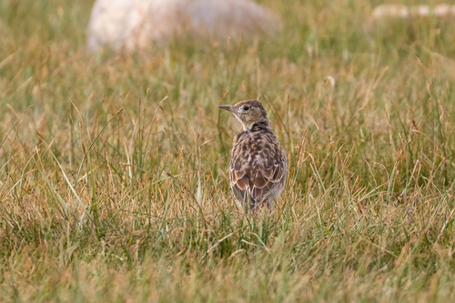 Tibetan Lark (Melanocorypha maxima), photo 3