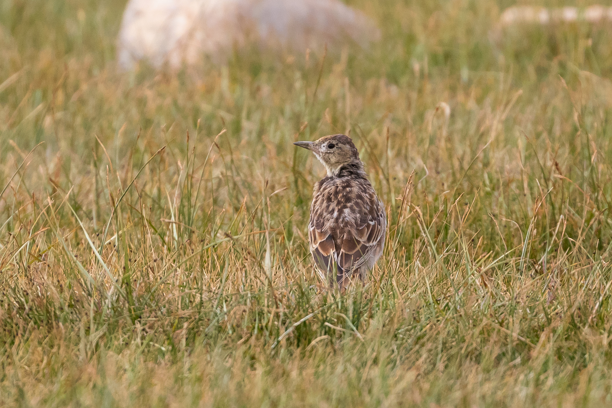 Tibetan Lark (Melanocorypha maxima), photo 3