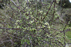 Olearia bullata