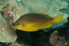 Hypoplectrus aberrans