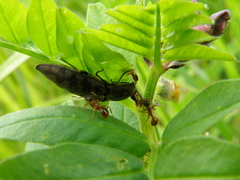 Actenicerus siaelandicus