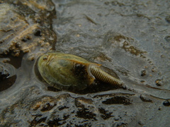 Triops cancriformis