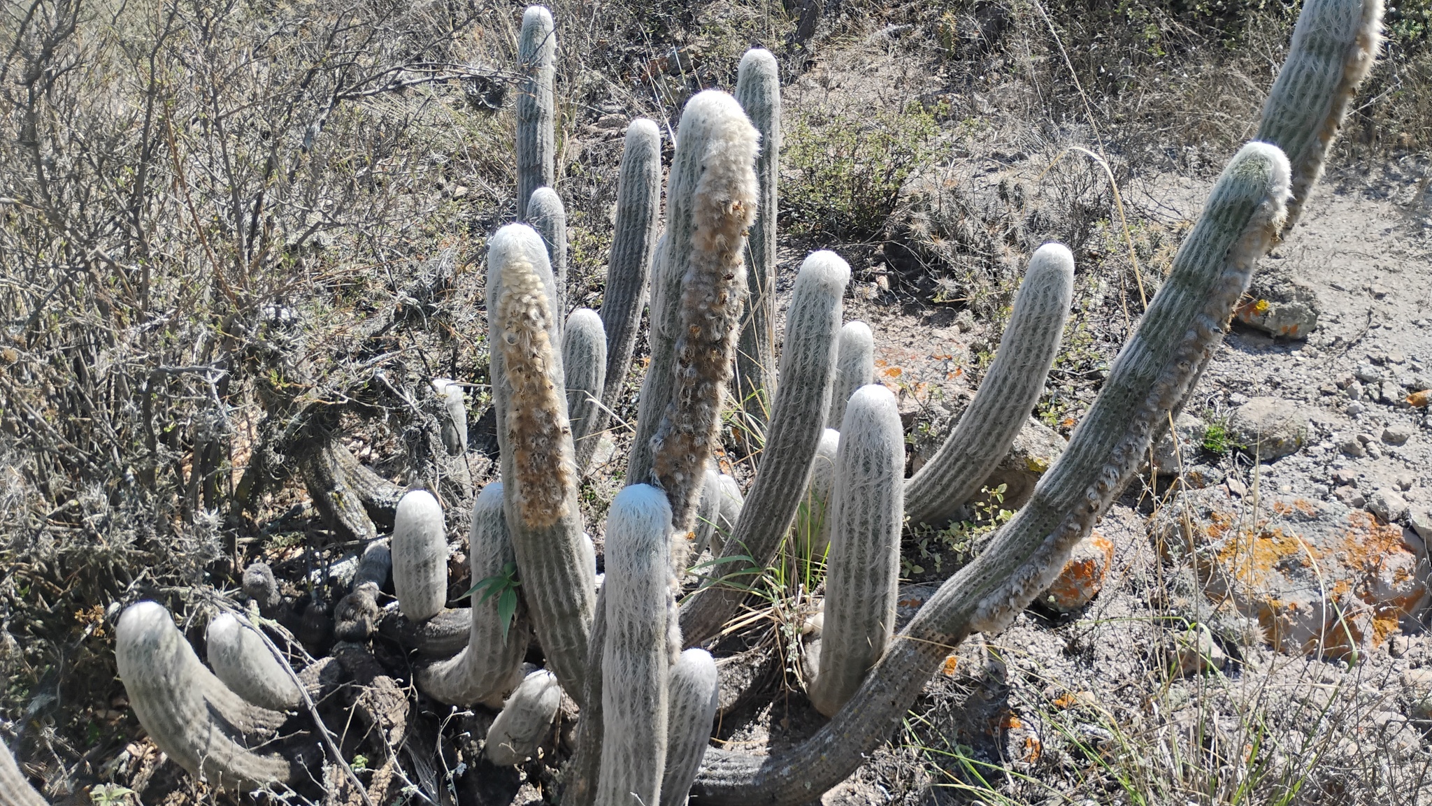 Espostoa Melanostele (Espostoa melanostele)