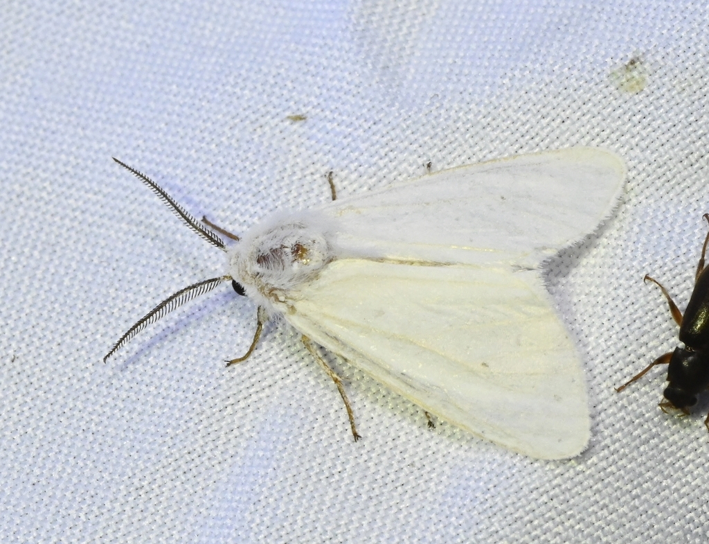 Fall Webworm Moth from Highlands County, FL, USA on October 19, 2025 at ...