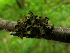 Tuckermanopsis sepincola