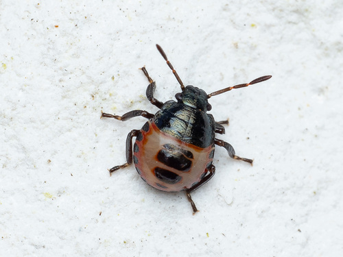 Bronze Shield Bug