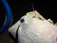 Latrodectus tredecimguttatus