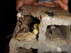 Latrodectus tredecimguttatus