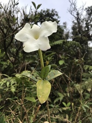 Brunfelsia americana