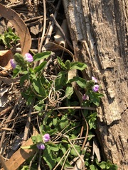 Rostellularia obtusa