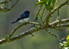 Myiagra cyanoleuca