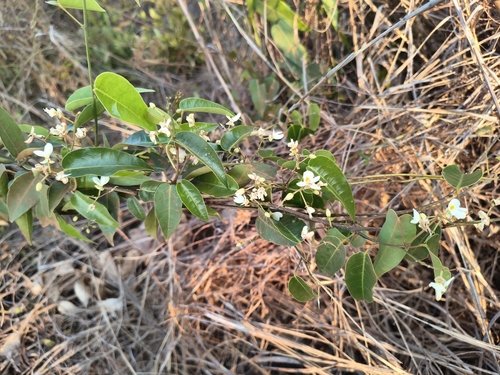 Baphia capparidifolia, 2025-10-21