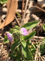Rostellularia obtusa
