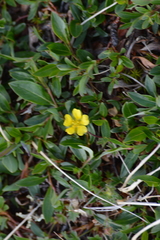 Potentilla hyparctica