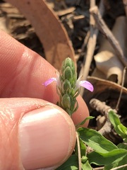 Rostellularia obtusa