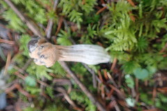 Hypomyces cervinigenus