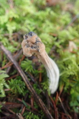 Hypomyces cervinigenus