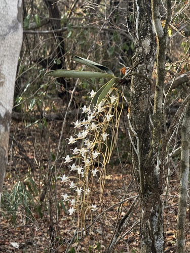 Aerangis rostellaris (Rchb.f.) H.Perrier 3